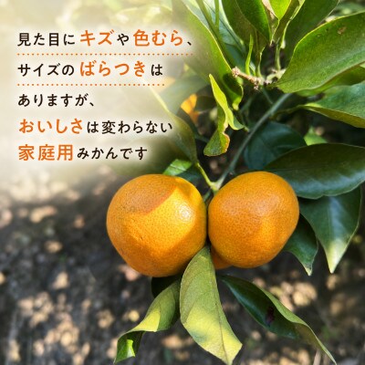 【12月発送】家庭用 小粒( 2S〜3S)　完熟!若野みかん 約5kg 和歌山県日高川町産