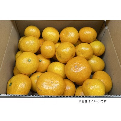【12月発送】家庭用 小粒( 2S〜3S)　完熟!若野みかん 約5kg 和歌山県日高川町産