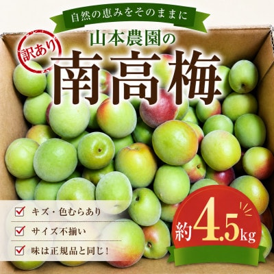 和歌山県　紀州南高梅  訳あり(青梅)梅酒・梅ジュース用　約4.5kg