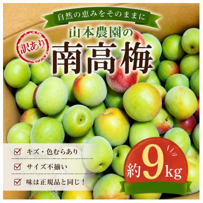 和歌山県　紀州南高梅  訳あり(青梅)梅酒・梅ジュース用　約9kg