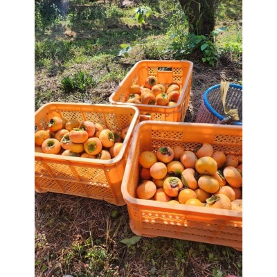 【訳あり】和歌山県産　富有柿(サイズ混合)　甘くて濃厚　約7.5kg