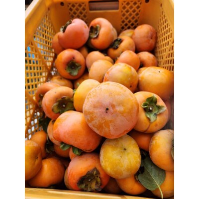 【訳あり】和歌山県産　富有柿(サイズ混合)　甘くて濃厚　約7.5kg