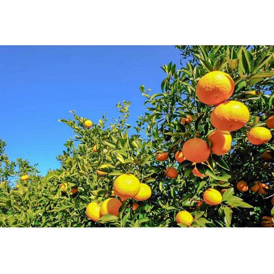 【訳あり】　和歌山県日高川町産　紅はっさく(サイズ混合)　酸味控えめ　9～10kg