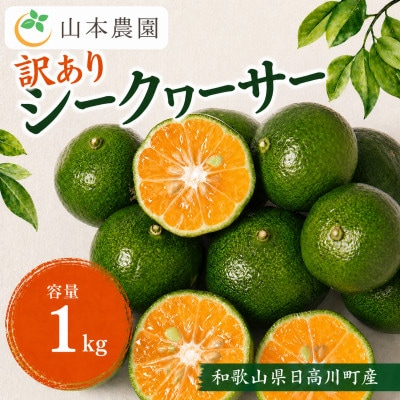 【希少】和歌山県日高川町産　果汁たっぷり　シークヮーサー(サイズ混合)　約1kg