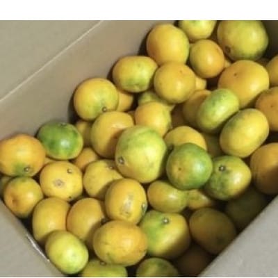 由良早生みかん(サイズ混合)3キロ