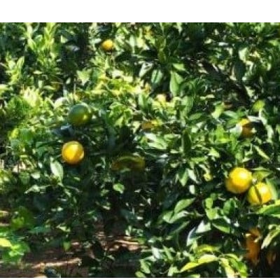 由良早生みかん(サイズ混合)3キロ