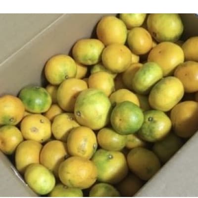 由良早生みかん(サイズ混合)5キロ