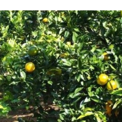 由良早生みかん(サイズ混合)5キロ