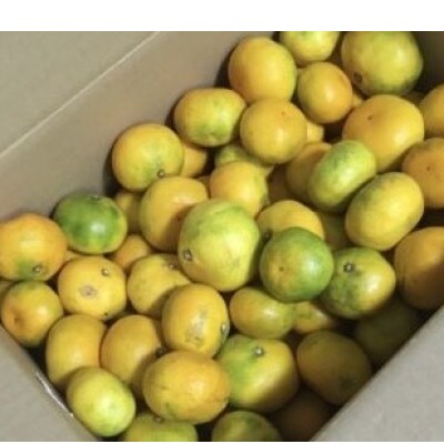 由良早生みかん(サイズ混合)10キロ