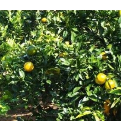 由良早生みかん(サイズ混合)10キロ