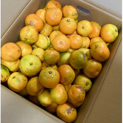 【訳あり】由良早生みかん(サイズ混合)10キロ