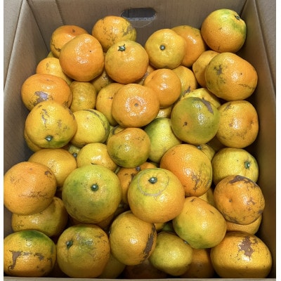 【訳あり】由良早生みかん(サイズ混合)10キロ