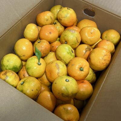 【訳あり】由良早生みかん(サイズ混合)5キロ