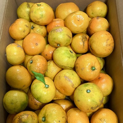 【訳あり】由良早生みかん(サイズ混合)5キロ