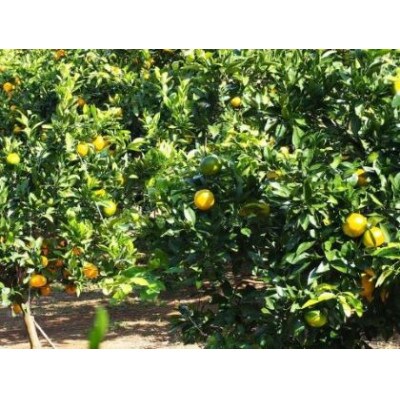 【訳あり】由良早生みかん(サイズ混合)5キロ