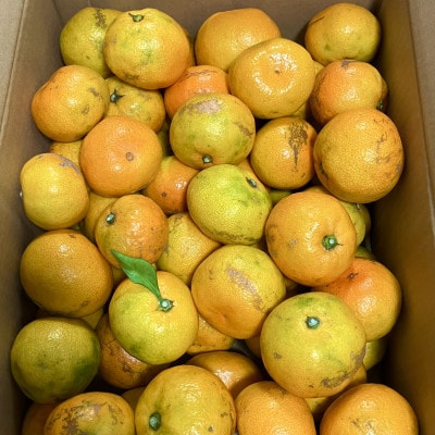 【訳あり】由良早生みかん(サイズ混合)3キロ