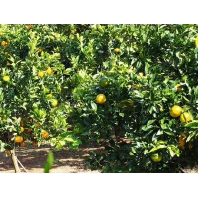 【訳あり】由良早生みかん(サイズ混合)3キロ