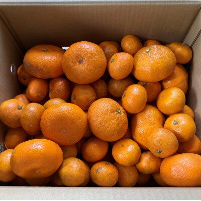 【訳あり】温州みかん(サイズ混合)10キロ