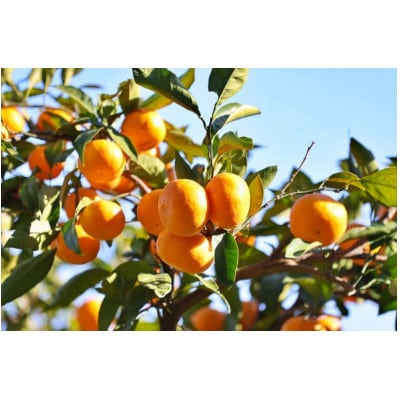 【訳あり】温州みかん(サイズ混合)10キロ