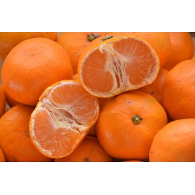 【訳あり】温州みかん(サイズ混合)5キロ