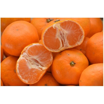 温州みかん(サイズ混合)10キロ