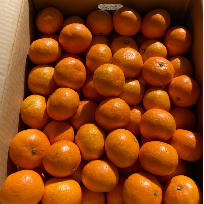 温州みかん(サイズ混合)5キロ