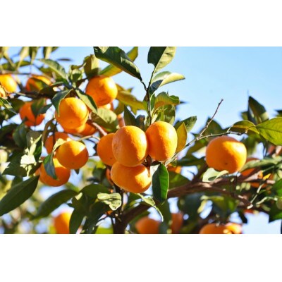 温州みかん(サイズ混合)3キロ