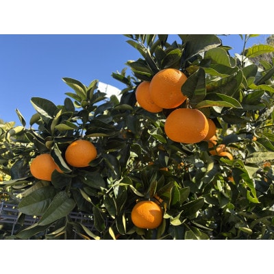 はっさく(サイズ混合)10キロ