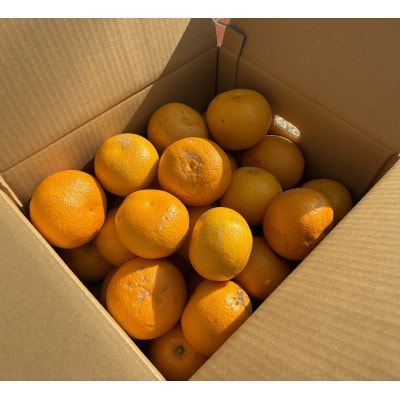 【訳あり】はっさく(サイズ混合)10キロ