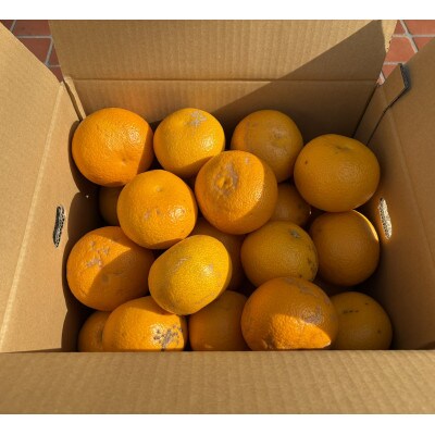 【訳あり】はっさく(サイズ混合)10キロ