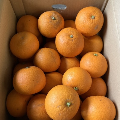 【訳あり】紅はっさく(サイズ混合)10キロ