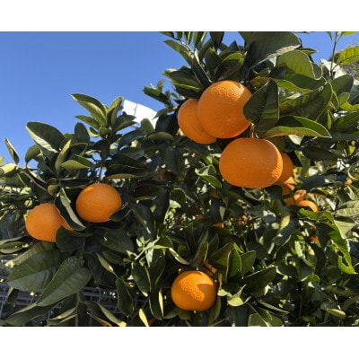 【訳あり】紅はっさく(サイズ混合)10キロ