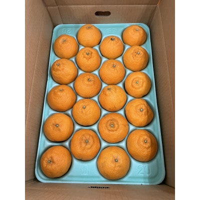 【化粧箱入り】不知火(15～20玉入り)