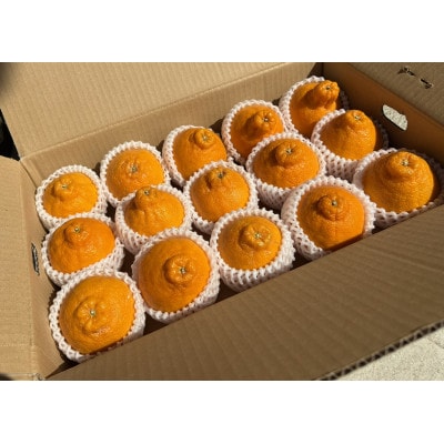 【化粧箱入り】不知火(15～20玉入り)