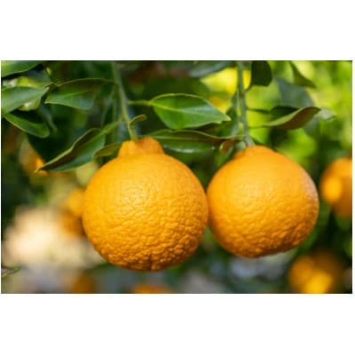 【化粧箱入り】不知火(15～20玉入り)