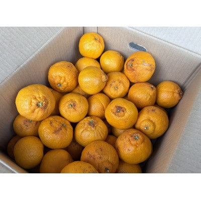 【訳あり】不知火5キロ