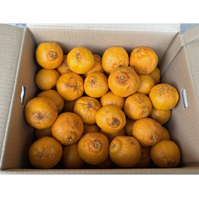 【訳あり】不知火5キロ