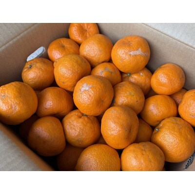 【訳あり】ポンカン(サイズ混合)7.5キロ