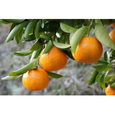 【訳あり】ポンカン(サイズ混合)7.5キロ