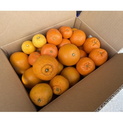 【訳あり】旬の柑橘詰め合わせ(3種以上)[5キロ]