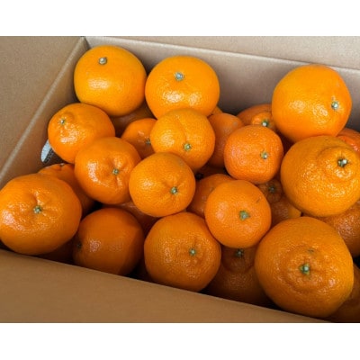 【訳あり】旬の柑橘詰め合わせ(3種以上)[5キロ]