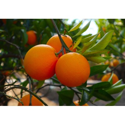 国産ネーブルオレンジ5キロ