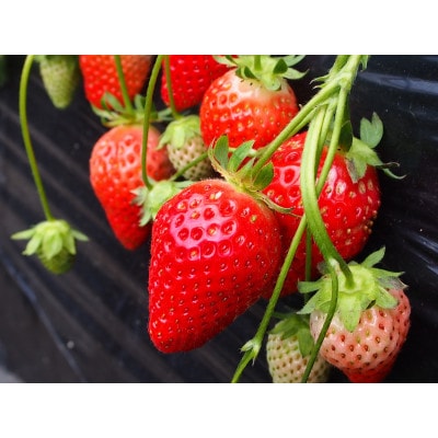 和歌山県ブランドいちご「まりひめ」約250g×2p