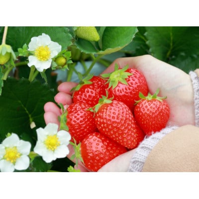 和歌山県ブランドいちご「まりひめ」約250g×2p