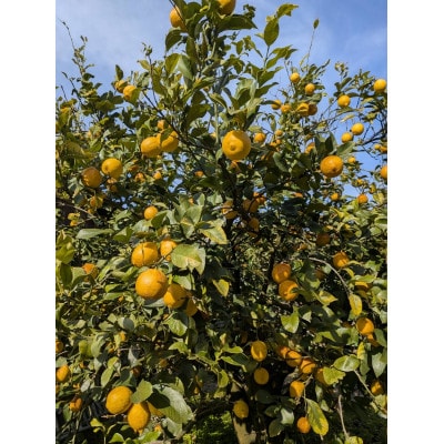 国産レモン(サイズ混合)3キロ