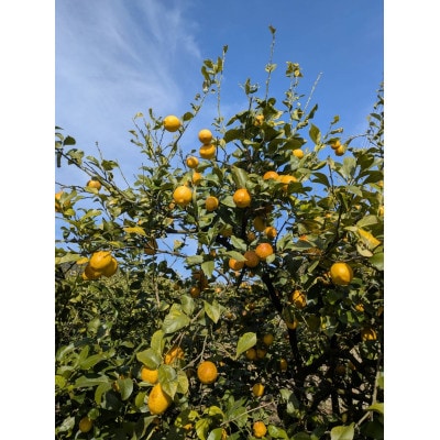 【訳あり】国産レモン(サイズ混合)3キロ