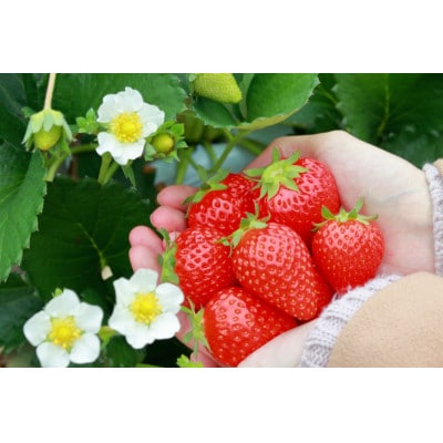 和歌山県ブランドいちご「まりひめ」約250g×4p