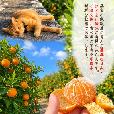 【家庭用】甘い ジューシー 温州みかん(宮川早生)約10kg　S～Mサイズ中心　和歌山県日高川町産