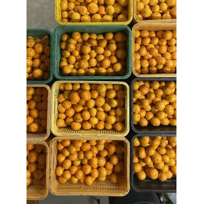 【家庭用】甘い ジューシー 温州みかん(宮川早生)約10kg　S～Mサイズ中心　和歌山県日高川町産