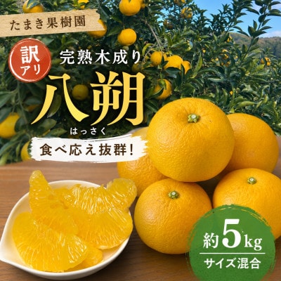 【訳あり】完熟 木成り 八朔(はっさく)約5kg　和歌山県日高川町産